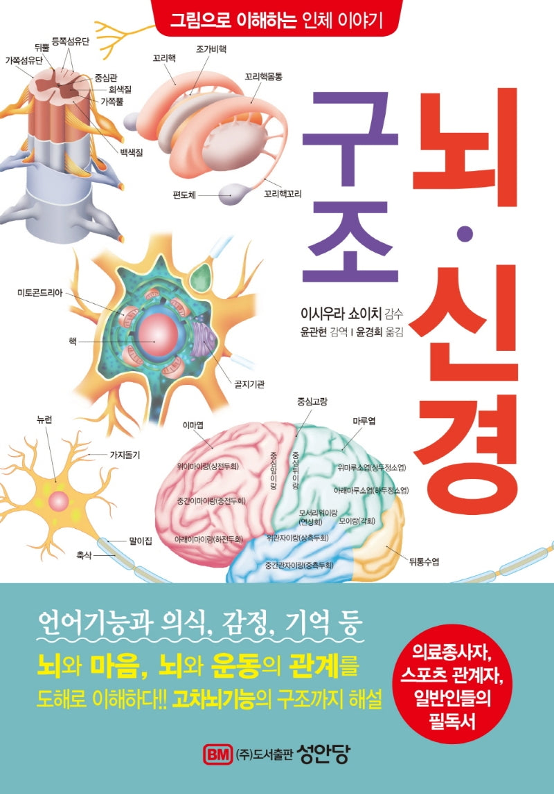 뇌·신경 구조(그림으로 이해하는 인체 이야기)