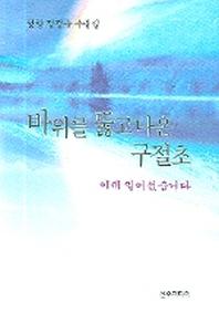바위를 뚫고 나온 구절초