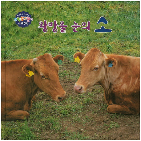 왕방울 눈의 소(창의력을 키워주는 과학탐구원리 자연관찰 45)(양장본 HardCover)