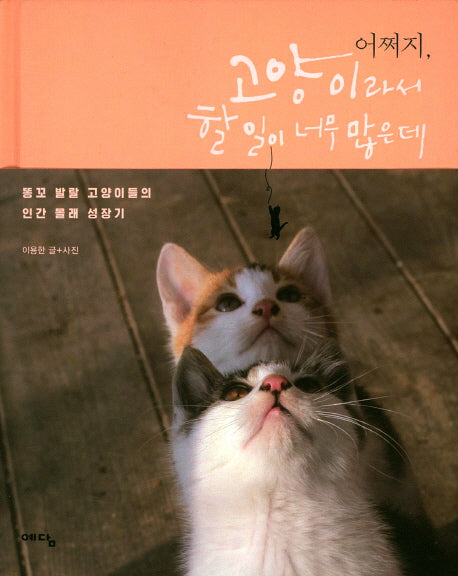 어쩌지, 고양이라서 할 일이 너무 많은데(양장본 Hardcover)