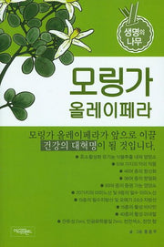 모링가 올레이페라
