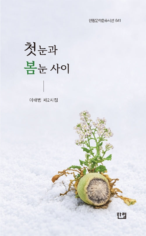 첫눈과 봄눈 사이