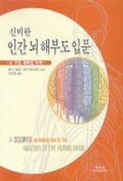 인간 뇌 해부도 입문(신비한)