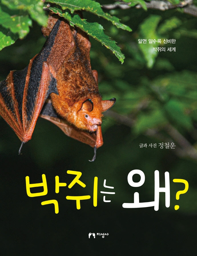 박쥐는 왜?