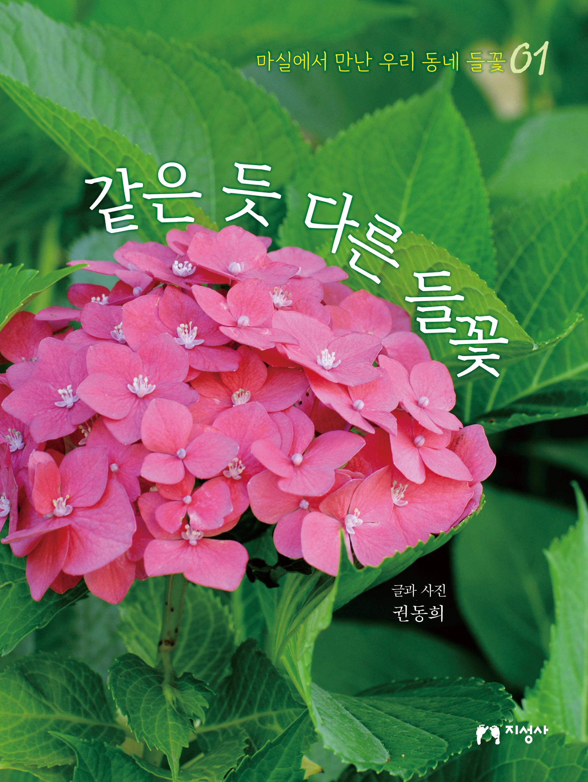 같은 듯 다른 들꽃(마실에서 만난 우리 동네 들꽃 1)