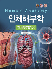 인체해부학: 인체투영영상