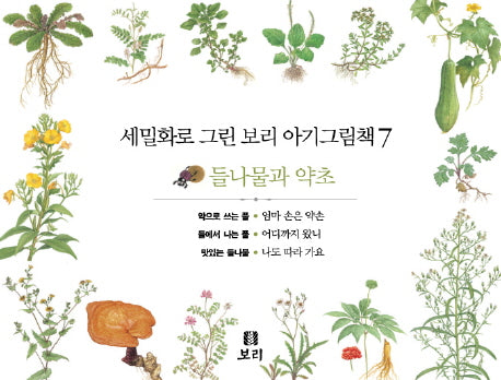 보리 아기그림책 7: 들나물과 약초(세밀화로 그린)(보드북)(전3권)