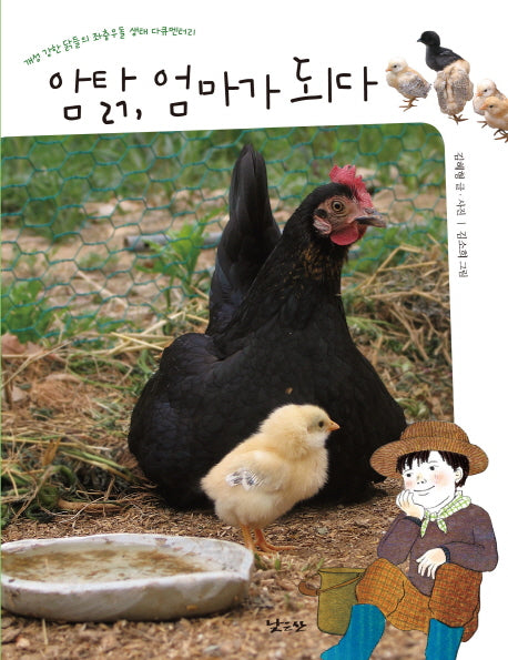 암탉 엄마가 되다