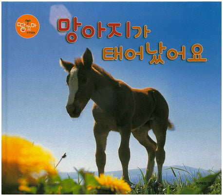 망아지가 태어났어요(땅꼬마 자연앨범 7)(양장본 HardCover)