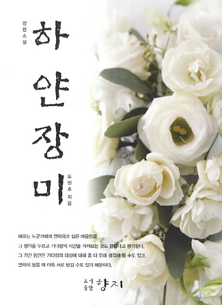 하얀장미