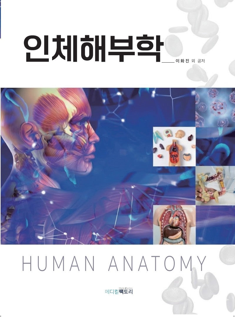 인체해부학