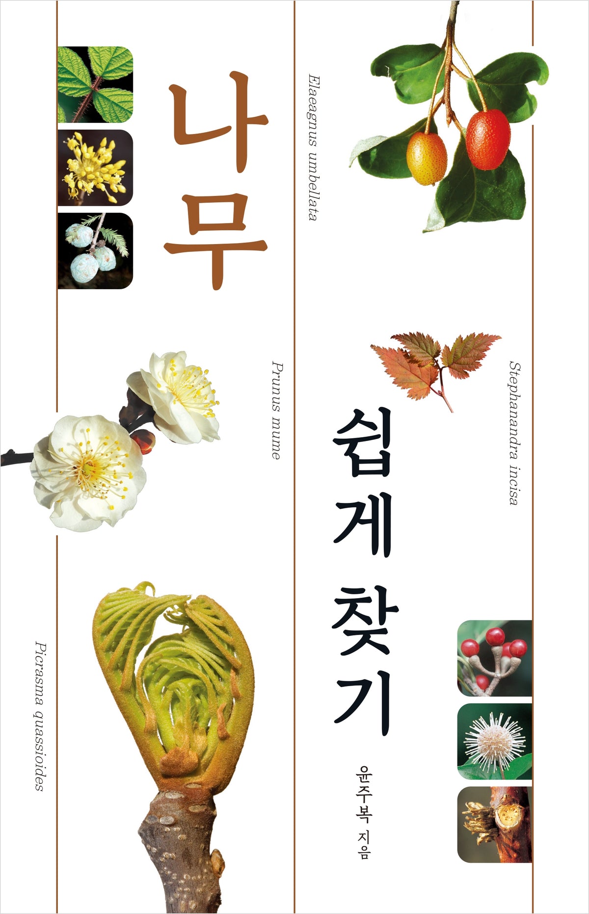 나무 쉽게 찾기(자연 쉽게 찾기 시리즈)