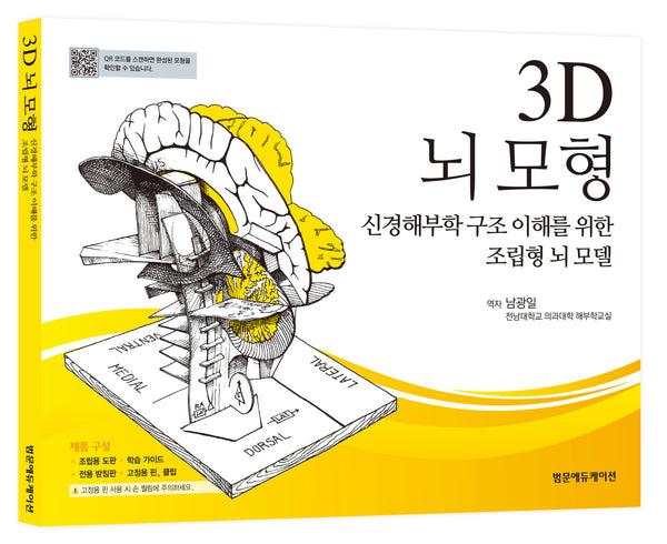 3D 뇌 모형