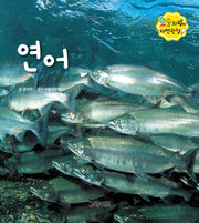 연어(요술지팡이 자연관찰)