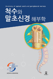 척수와 말초신경 해부학