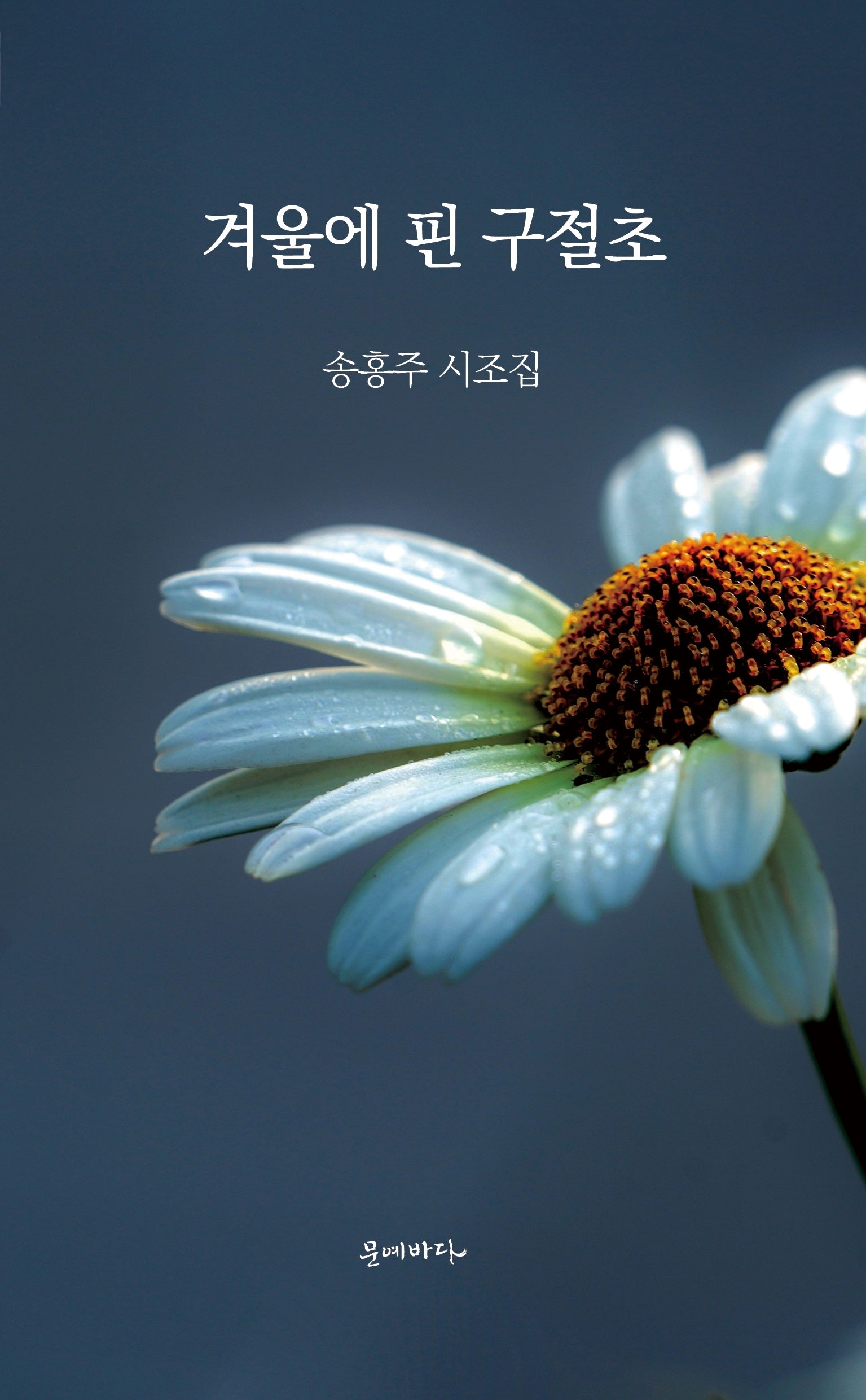 겨울에 핀 구절초