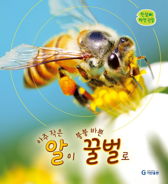 아주 작은 알이 붕붕 바쁜 꿀벌로(한살이 자연 관찰)(양장본 Hardcover)
