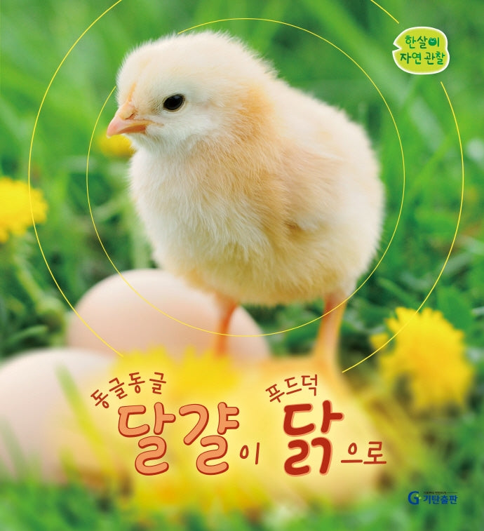 동글동글 달걀이 푸드덕 닭으로(한살이 자연 관찰<)(양장본 Hardcover)