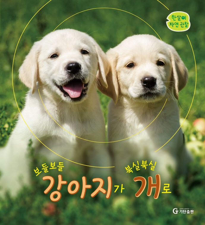 보들보들 강아지가 북실북실 개로(한살이 자연 관찰)(양장본 HardCover)