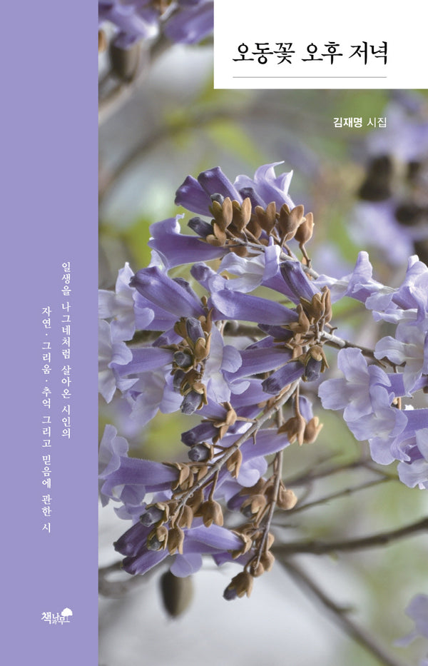 오동꽃 오후 저녁