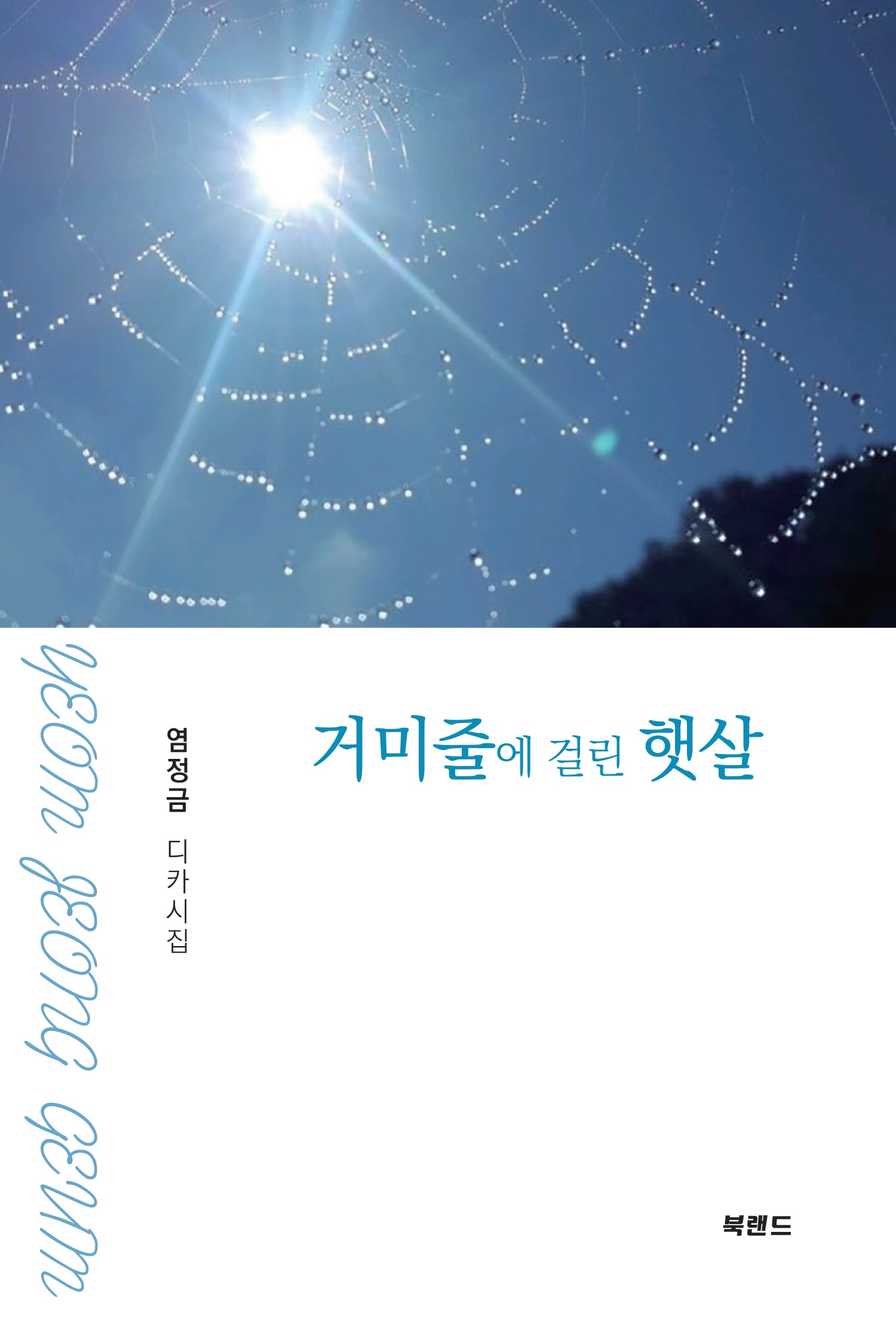 거미줄에 걸린 햇살