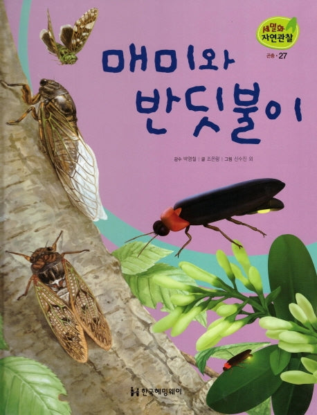 곤충 27: 매미와 반딧불이(세밀화 자연관찰)