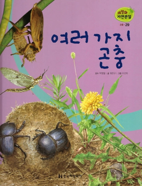 곤충 29: 여러 가지 곤충(세밀화 자연관찰)