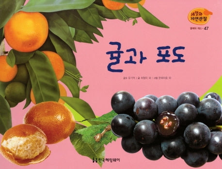 열매와 채소 47: 귤과 포도(세밀화 자연관찰)