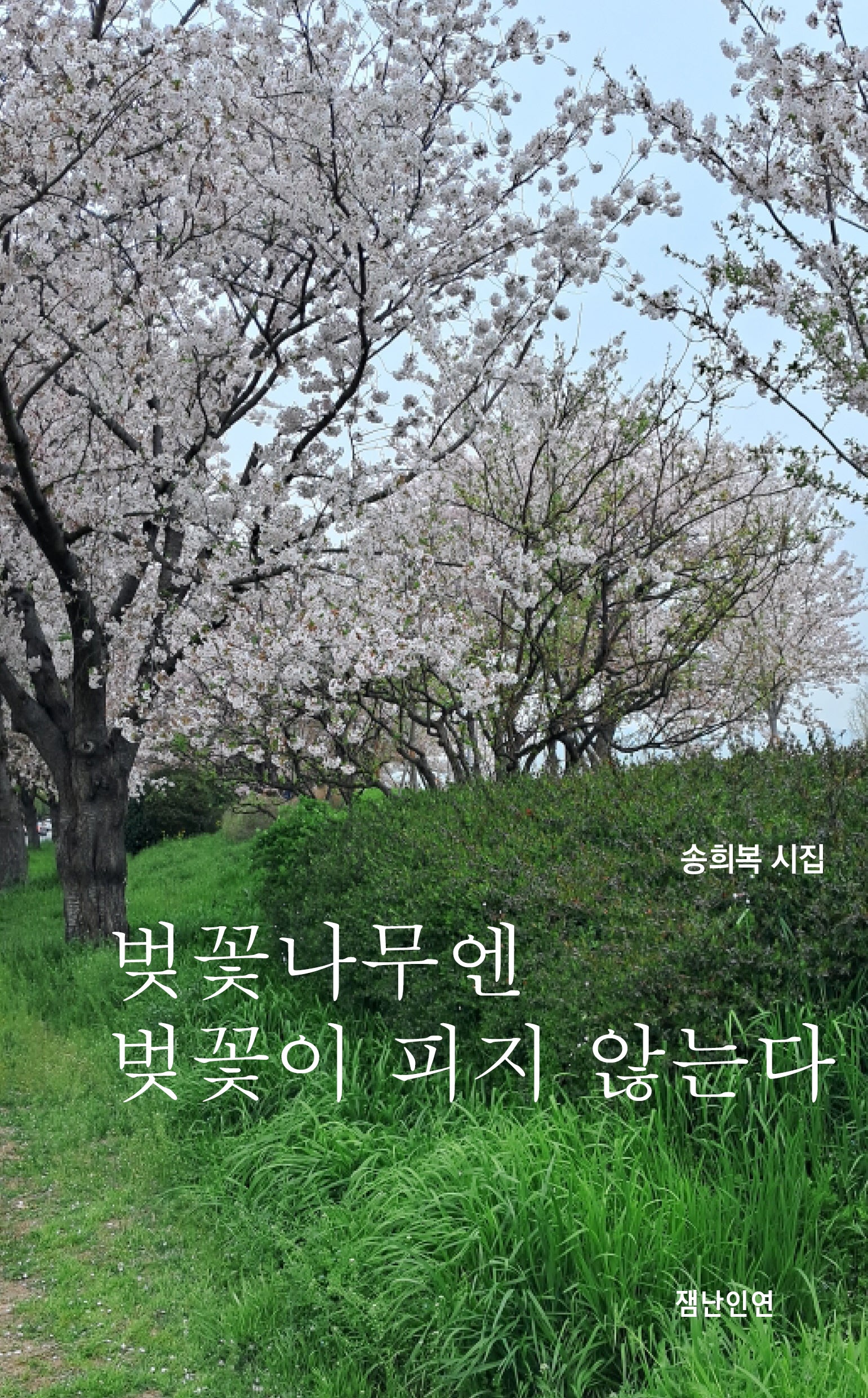 벚꽃나무엔 벚꽃이 피지 않는다