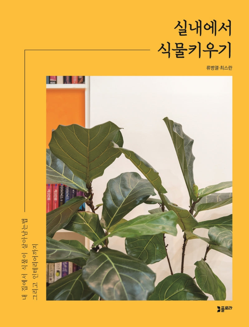 실내에서 식물키우기
