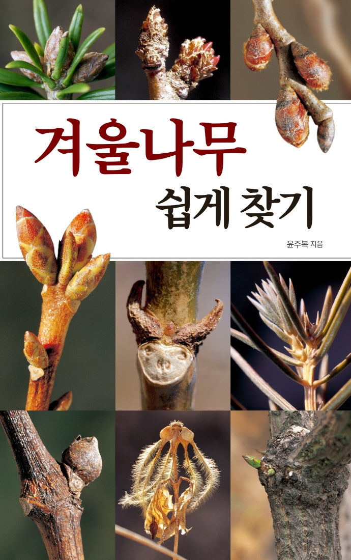 겨울나무 쉽게 찾기(호주머니 속의 자연)