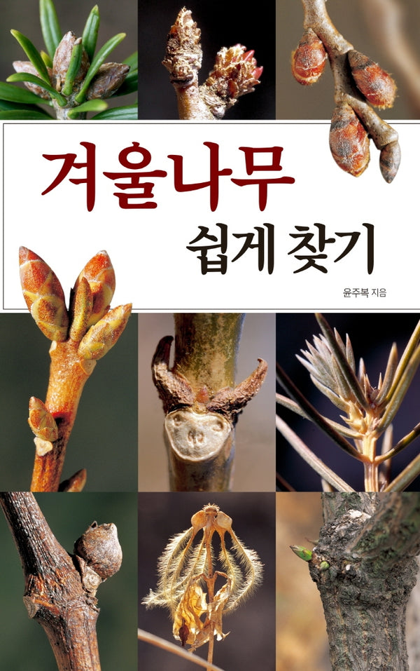 겨울나무 쉽게 찾기(호주머니 속의 자연)