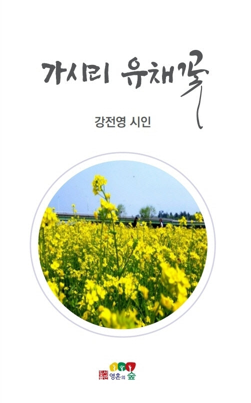 가시리 유채꽃