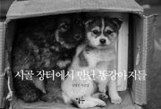 시골 장터에서 만난 똥강아지들
