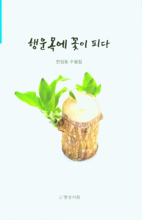 행운목에 꽃이 피다