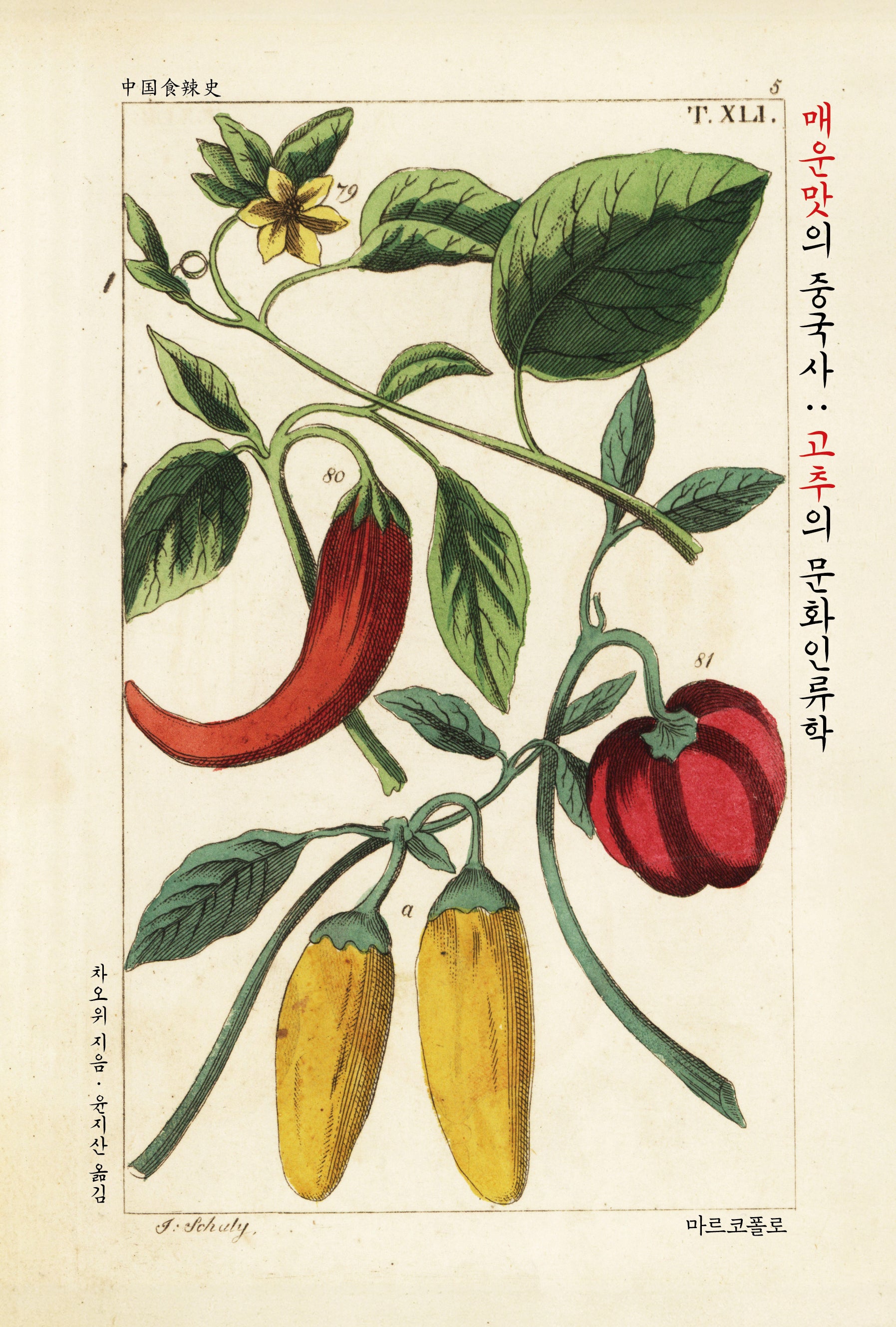 매운맛의 중국사: 고추의 문화인류학