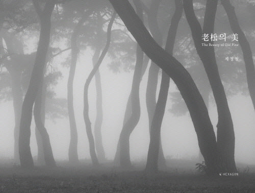 노송의 미(The Beauty of Old Pine)